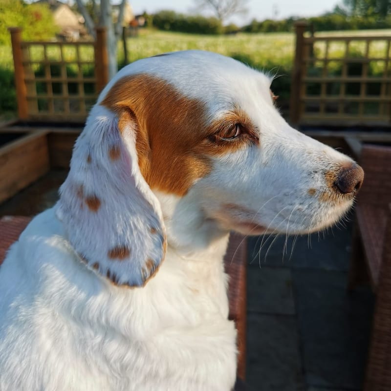 Holly the dog